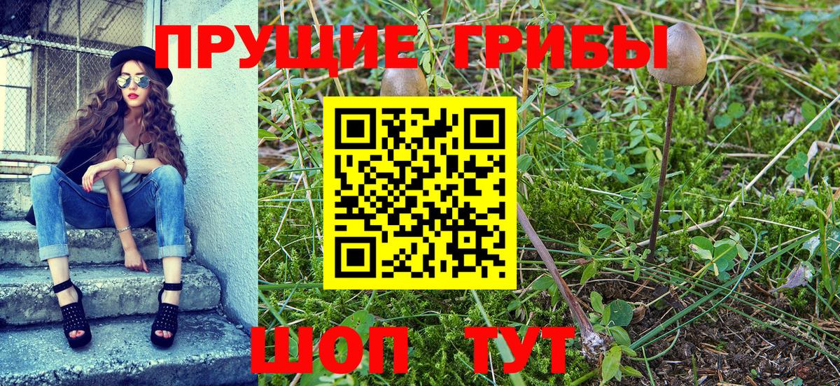 Галлюциногенные грибы Psilocybine cubensis  Псилоцибиновые грибы прущие грибы  Пушкино 